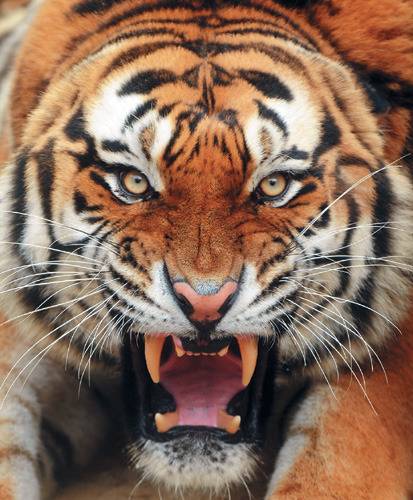 시베리아 호랑이 한마리 vs 개 올스타 연합 | 인스티즈