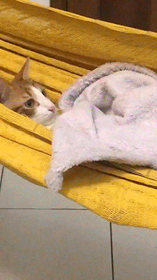 팔자 좋은 냥이 | 인스티즈