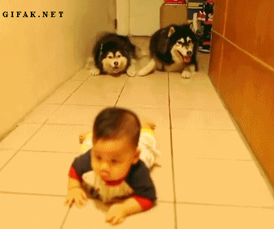 아기 따라하는 말라뮤트 | 인스티즈