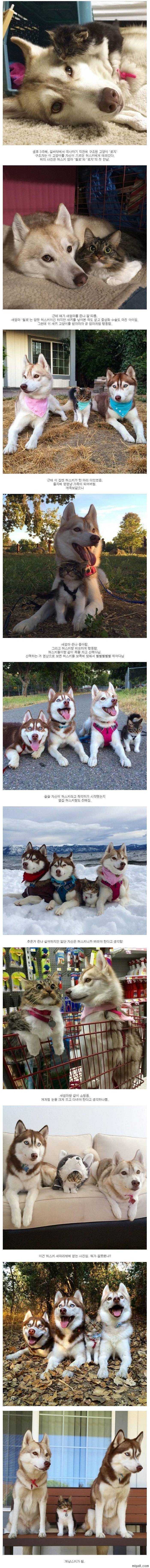 시베리안 허스키와 함께 살게 된 아기 고양이 | 인스티즈