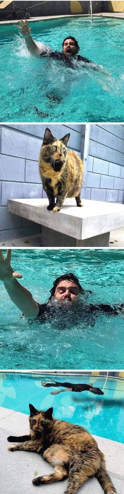 집사가 물에 빠졌을때 고양이의 반응.jpg | 인스티즈