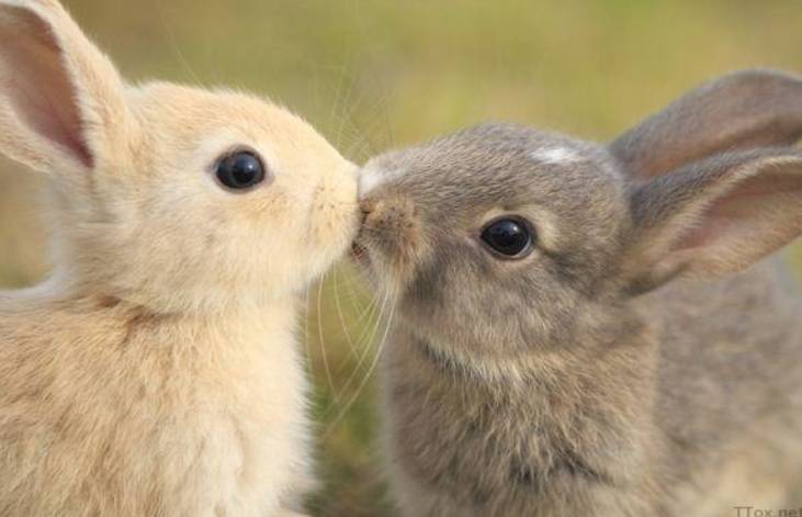 나는 개, 고양이 외에 다른 애완동물을 키워본 적 있다 vs 없다 | 인스티즈