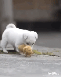 처음보는 병아리가 신기한 아기댕댕이 | 인스티즈
