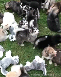 심장을 폭행하는 댕댕이들 | 인스티즈