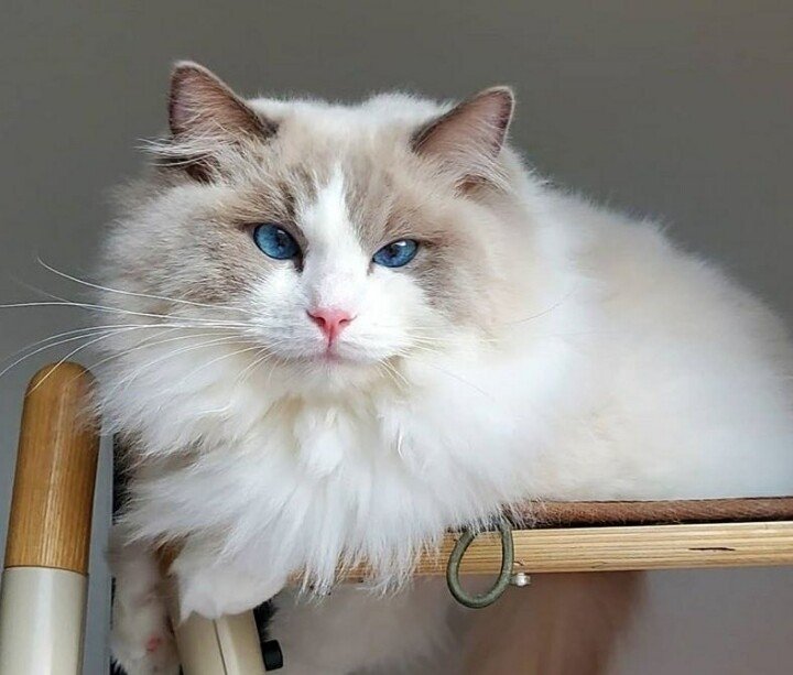 ITZY 예지를 닮은 고양이 | 인스티즈