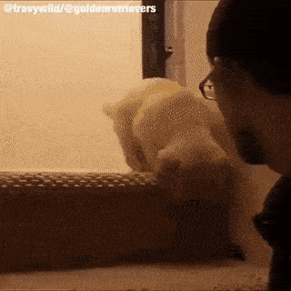 계단을 무서워하는 아기 멍뭉이를 위한 주인의 특별교육 | 인스티즈