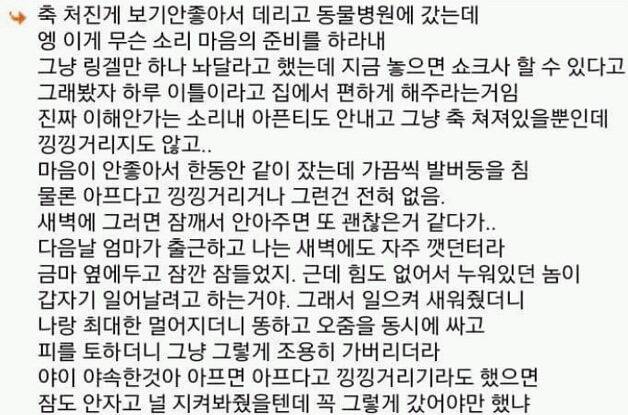 다시는 개 안키운다 | 인스티즈