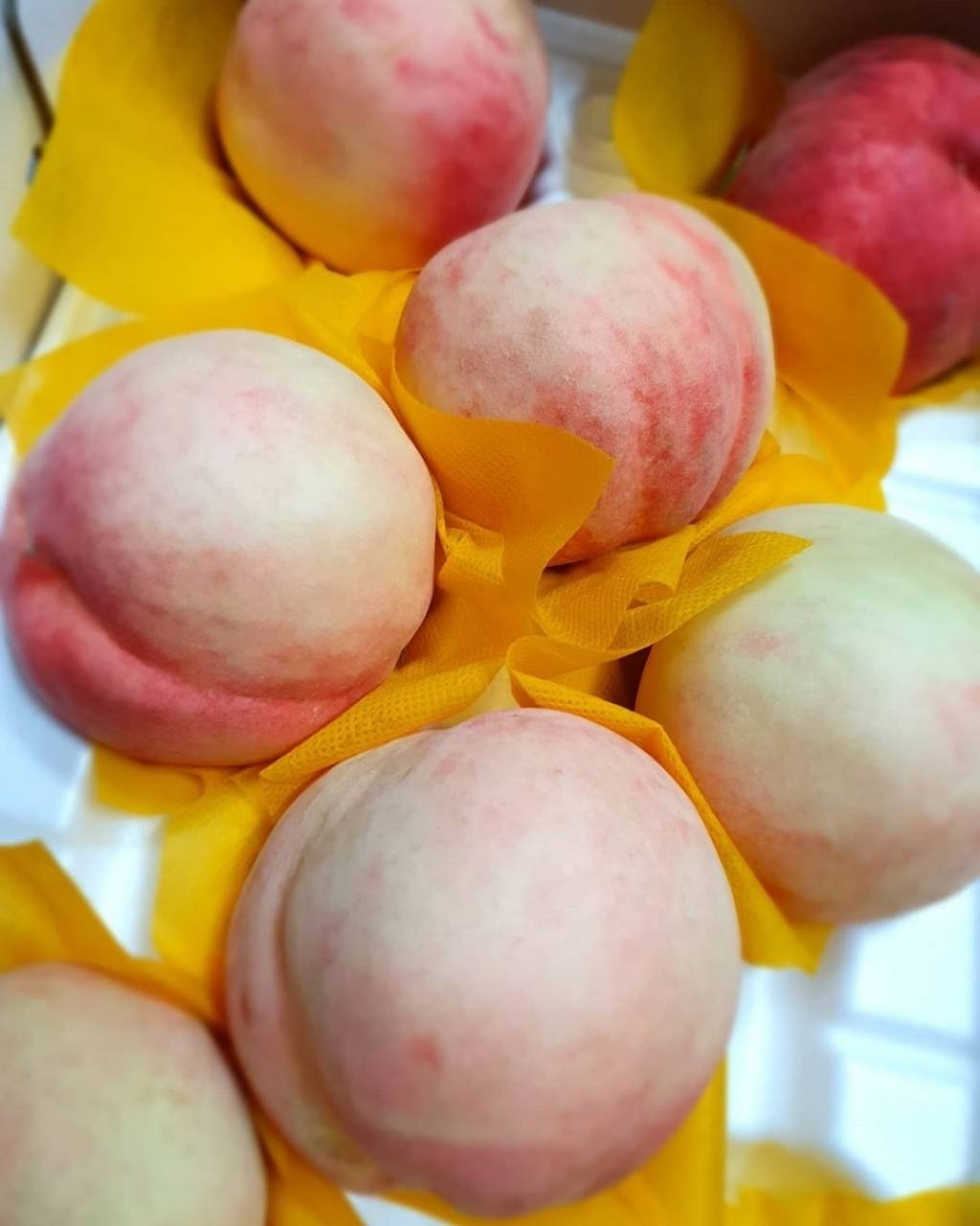 딱딱복숭아 품는다 vs ㄴㄴ | 인스티즈