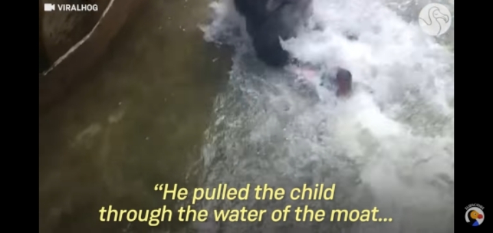 당신의 자녀가 고릴라 우리에 떨어졌다 | 인스티즈