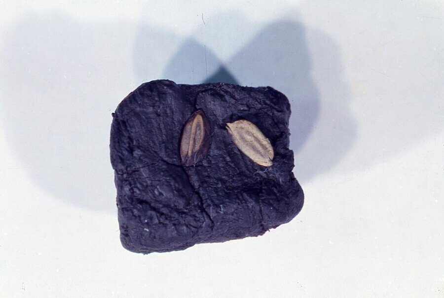 한국이 "쌀의 민족"인 이유류 甲 | 인스티즈