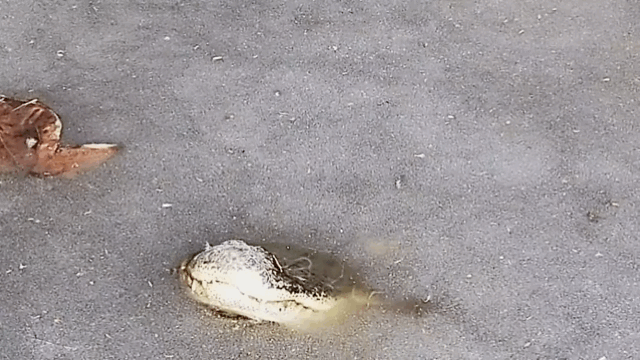 악어가 물이 언 겨울철을 나는 방법 | 인스티즈