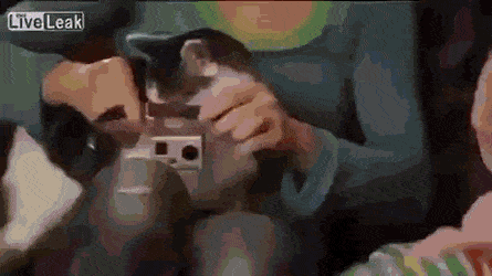 고양이는 밖에 나가면 뭘 할까 | 인스티즈