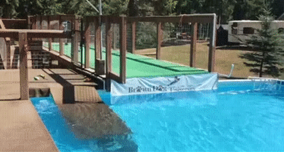 강아지 멀리뛰기 챔피언 | 인스티즈