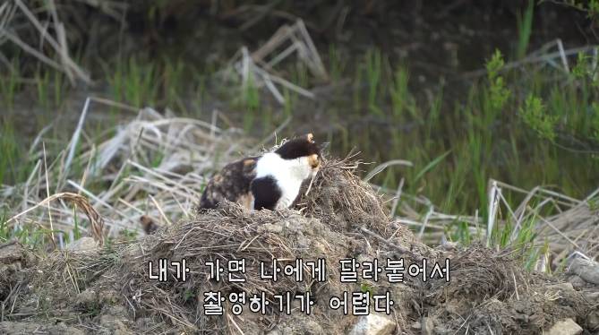 haha ha네 삼색이네 가족은 자기들끼리 노는게 제일 행복하고 재미있어 보임 | 인스티즈