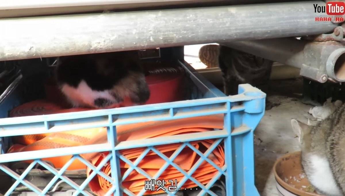 [hahaha] 아기 삼색냥이 인생 최대의 도박 | 인스티즈