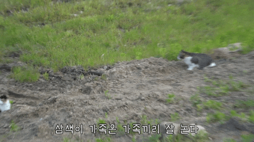 haha ha네 삼색이네 가족은 자기들끼리 노는게 제일 행복하고 재미있어 보임 | 인스티즈