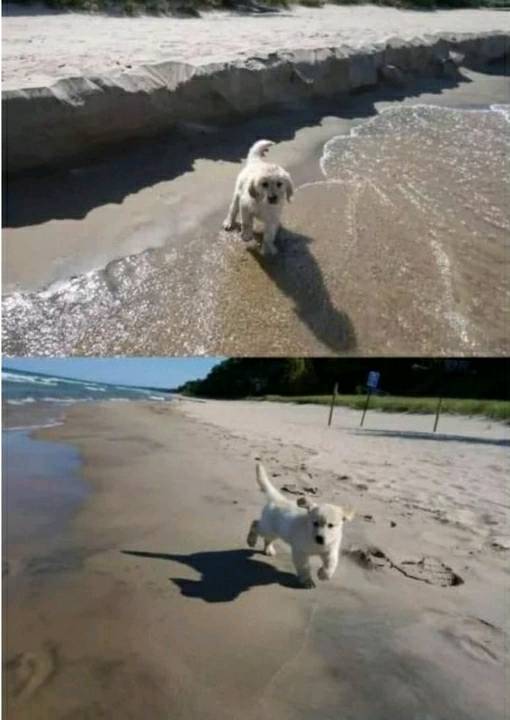 바다에 놀러간 애기 댕댕이.jpg | 인스티즈