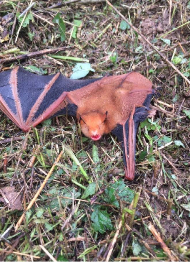 멸종위기 ´황금박쥐´로 추정되는 박쥐 성묘객이 우연히 발견 | 인스티즈