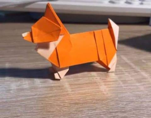 당근마켓 웰시코기 직거래 현장 ㄷㄷ | 인스티즈