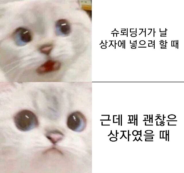 슈뢰딩거의 고양이 .jpg | 인스티즈