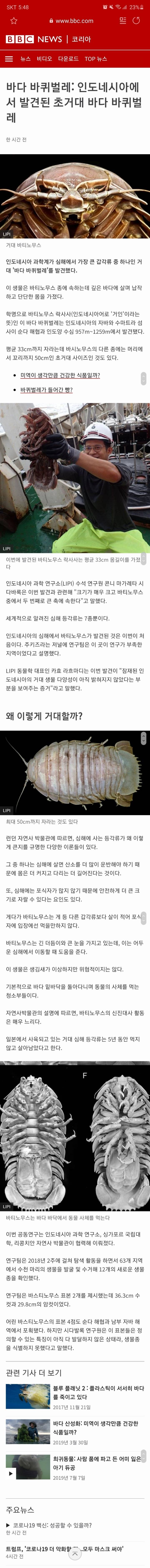 인도네시아에서 발견된 초거대 바다 바퀴벌레 | 인스티즈