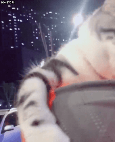 잘 보라냥. 이 남자는 내꺼다냥 | 인스티즈