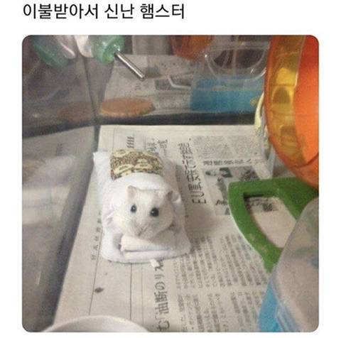 세기의 조랭이 대결 | 인스티즈