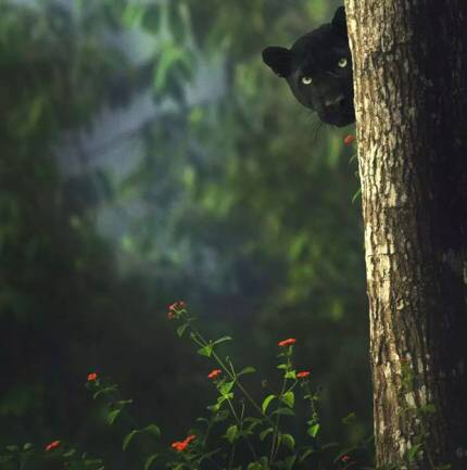 인도 정글에서 목격된 희귀 흑표범 (블랙팬서) | 인스티즈