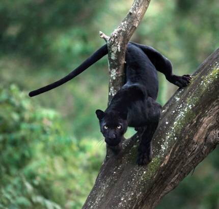 인도 정글에서 목격된 희귀 흑표범 (블랙팬서) | 인스티즈
