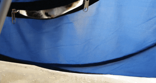 [hahaha] 아기 삼색냥이 인생 최대의 도박 | 인스티즈