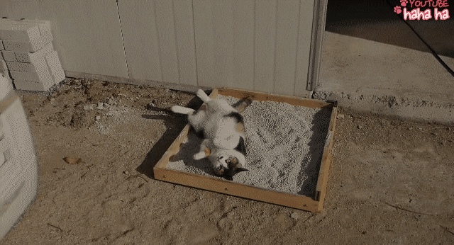 [hahaha] 아기 삼색냥이 인생 최대의 도박 | 인스티즈