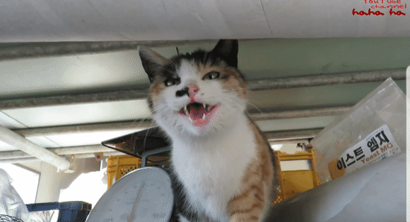 [hahaha] 아기 삼색냥이 인생 최대의 도박 | 인스티즈