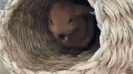 토끼가 잠드는데 걸리는시간 | 인스티즈