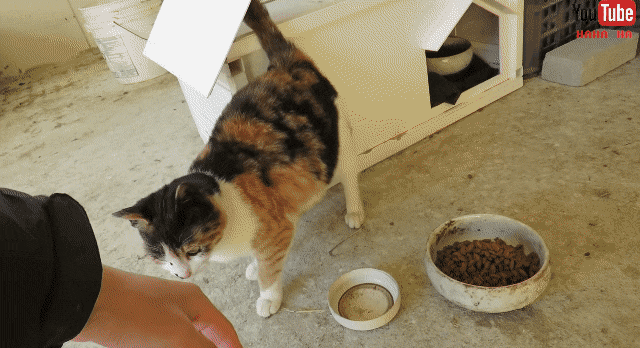 [hahaha] 아기 삼색냥이 인생 최대의 도박 | 인스티즈