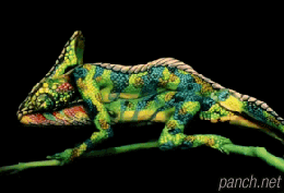 현대미술 카멜레온 | 인스티즈