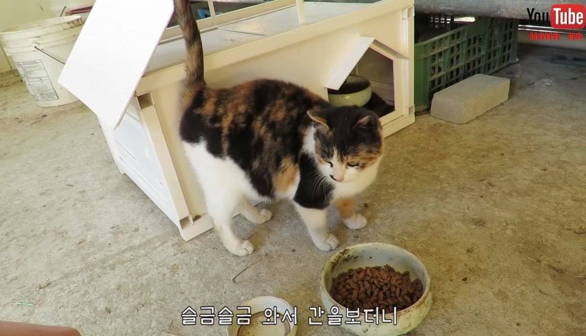 [hahaha] 아기 삼색냥이 인생 최대의 도박 | 인스티즈