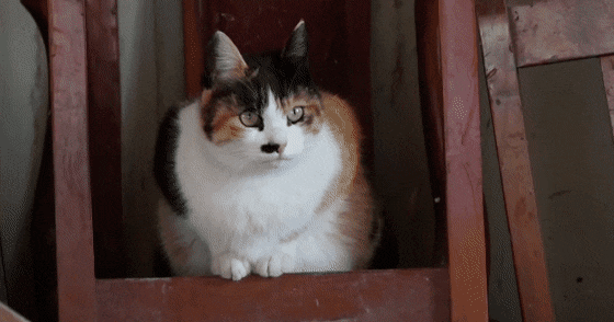 [hahaha] 아기 삼색냥이 인생 최대의 도박 | 인스티즈