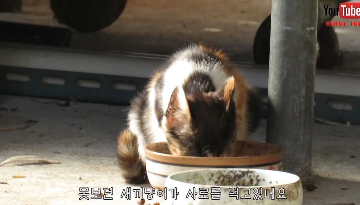 [hahaha] 아기 삼색냥이 인생 최대의 도박 | 인스티즈