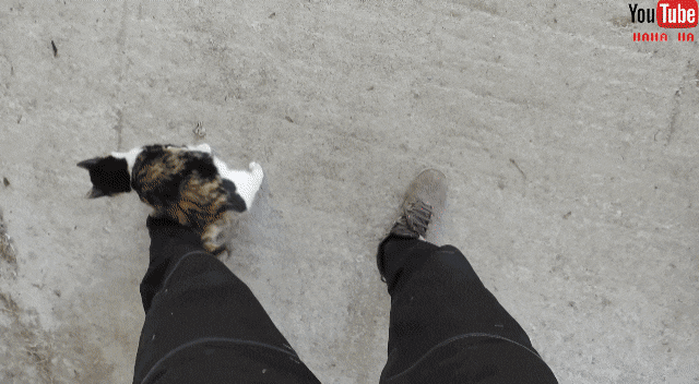 [hahaha] 아기 삼색냥이 인생 최대의 도박 | 인스티즈