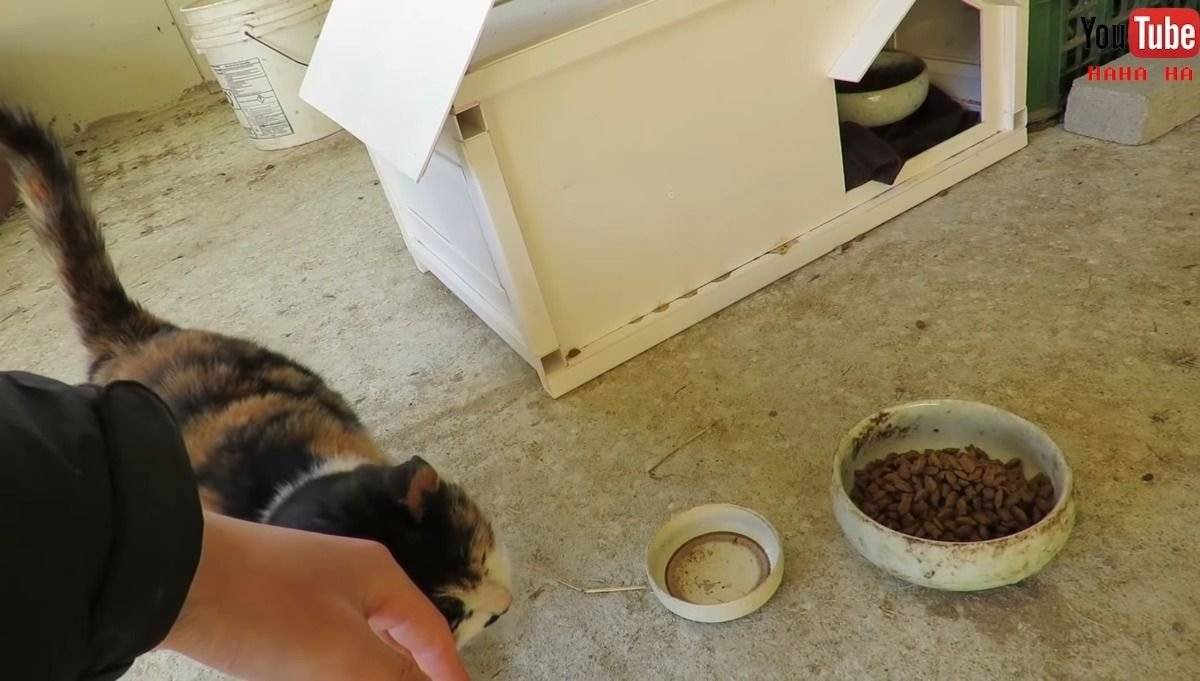 [hahaha] 아기 삼색냥이 인생 최대의 도박 | 인스티즈