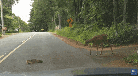 다가오는 차에 겁먹은 아기사슴 | 인스티즈