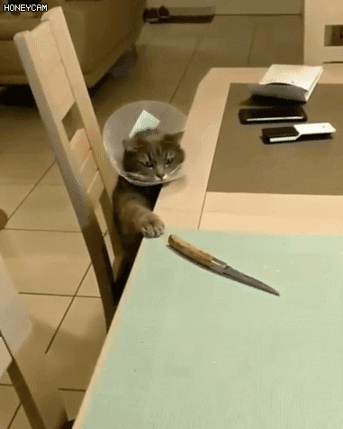 중성화 수술이후 고양이가 이상한 행동을 한다 | 인스티즈