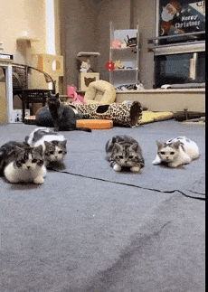 꼼질꼼질하는 냥이들 | 인스티즈