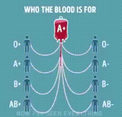 혈액형별 수혈 | 인스티즈