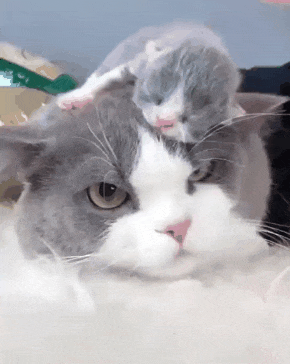 엄마 머리 위에서 잠든 아기 고양이 | 인스티즈