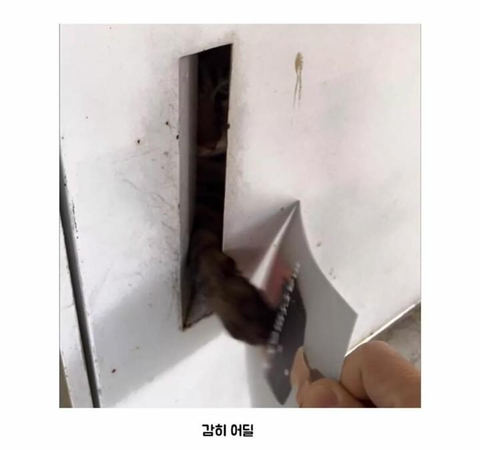 우편배달에 실패한 이유 | 인스티즈