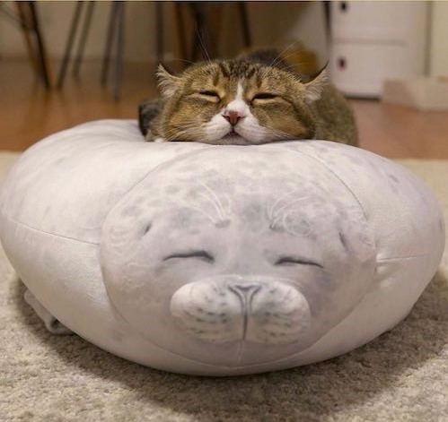 인형 안고자는 고양이 | 인스티즈