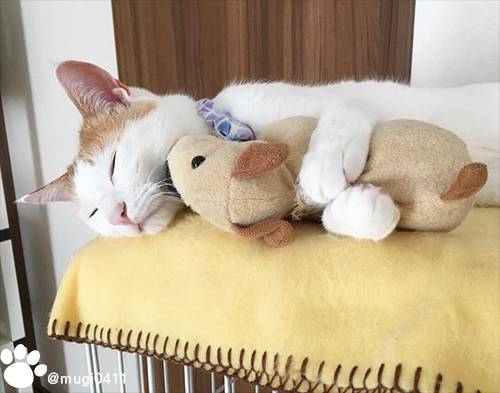 인형 안고자는 고양이 | 인스티즈