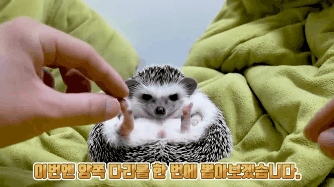 고슴도치 다리길이 | 인스티즈