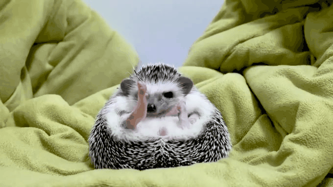 고슴도치 다리길이 | 인스티즈